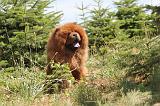 CHOW CHOW 066